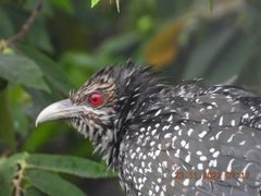 Eudynamys scolopaceus