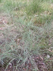 Poa morrisii