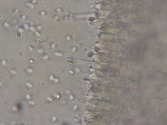 Melanoleuca melaleuca