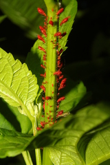 Uroleucon obscuricaudatum
