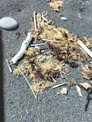 Charadrius bicinctus bicinctus