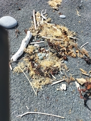 Charadrius bicinctus bicinctus