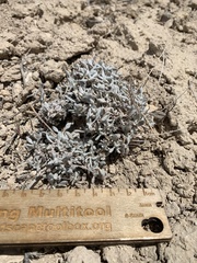 Eriogonum desertorum