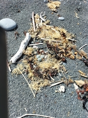 Charadrius bicinctus bicinctus