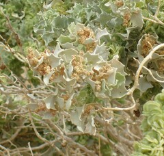Atriplex hymenelytra