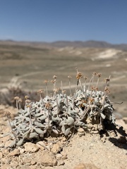 Eriogonum desertorum