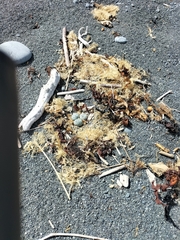 Charadrius bicinctus bicinctus