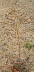Chylismia
