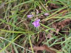 Dianella amoena