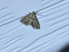 Petrophila fulicalis