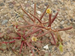 Chylismia