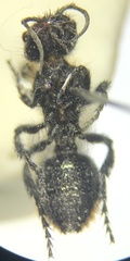 Dasymutilla leda
