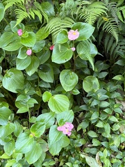 Begonia semperflorens-cultorum