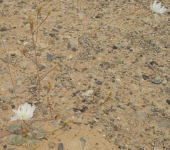 Atrichoseris platyphylla