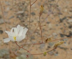 Atrichoseris platyphylla
