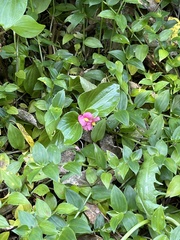 Begonia semperflorens-cultorum