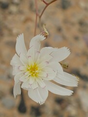 Atrichoseris platyphylla