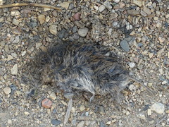 Microtus pennsylvanicus