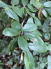 Frangula californica