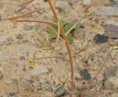 Chylismia