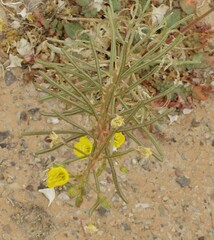 Chylismia