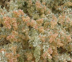 Atriplex hymenelytra