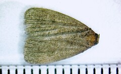 Herminiinae