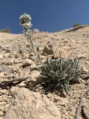 Oreocarya interrupta