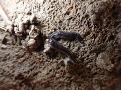 Kontikia ventrolineata