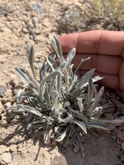 Oreocarya interrupta