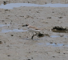 Charadrius leschenaultii
