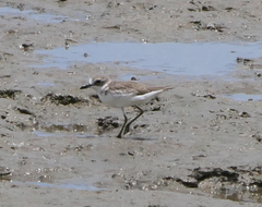 Charadrius leschenaultii