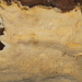 微酸多年卧孔菌 - Photo 由 John Plischke 所上傳的 (c) John Plischke，保留部份權利CC BY-NC