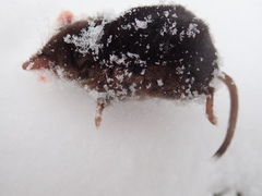 Sorex arcticus