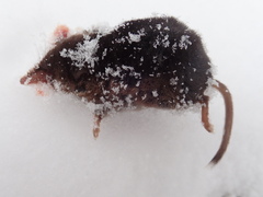Sorex arcticus