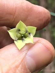 Billardiera macrantha