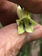 Billardiera macrantha