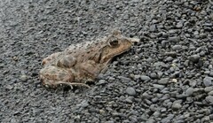 Pleurodema bufoninum