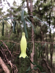 Billardiera macrantha