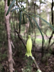 Billardiera macrantha