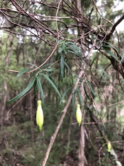 Billardiera macrantha