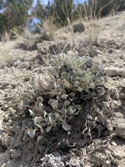 Eriogonum anemophilum