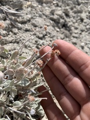 Eriogonum anemophilum