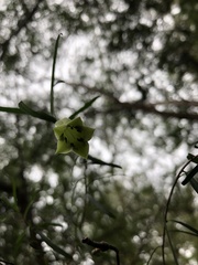 Billardiera macrantha