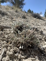 Eriogonum anemophilum