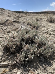 Eriogonum anemophilum