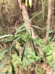 Billardiera macrantha
