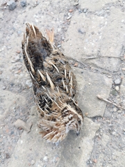 Coturnix japonica
