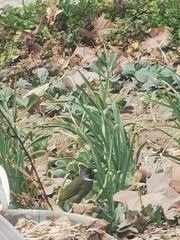 Spizixos semitorques