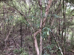 Billardiera macrantha